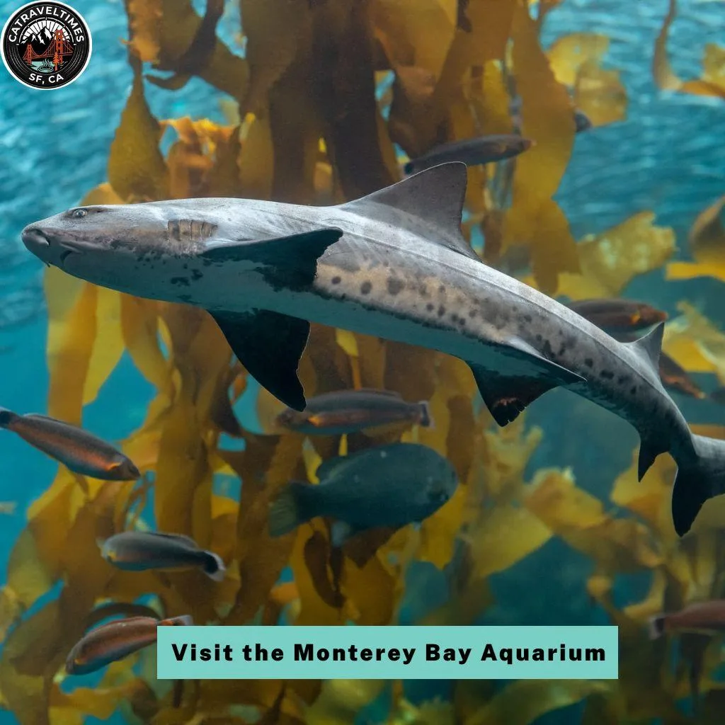Things to Do in Monterey and Carmel: Your Ultimate California Coastal Guide 2026 2 Visit the Monterey Bay Aquarium