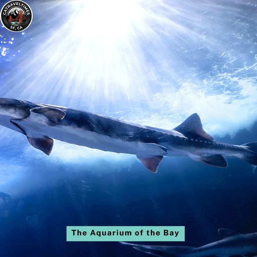 Visit the Aquarium of the Bay