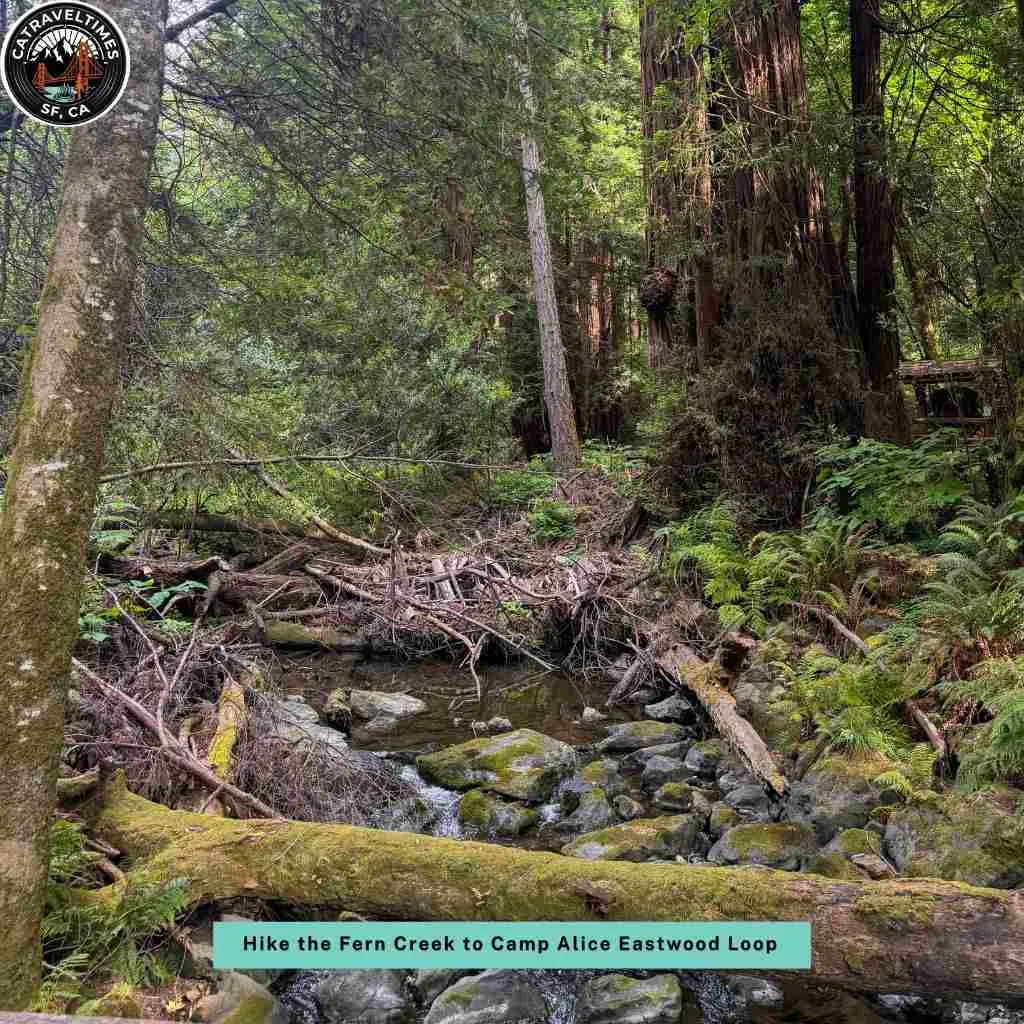 Hike the Fern Creek to Camp Alice Eastwood Loop