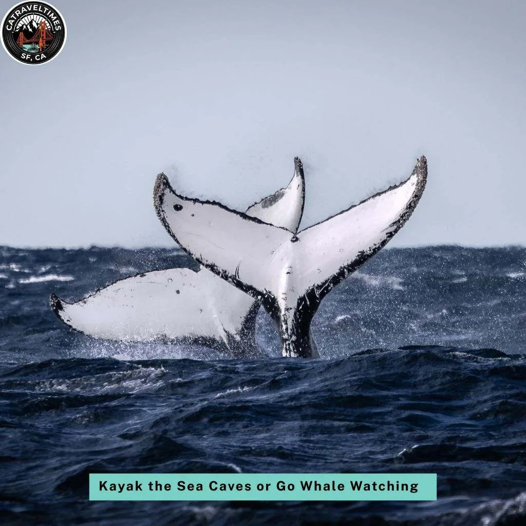  Kayak the Sea Caves or Go Whale Watching