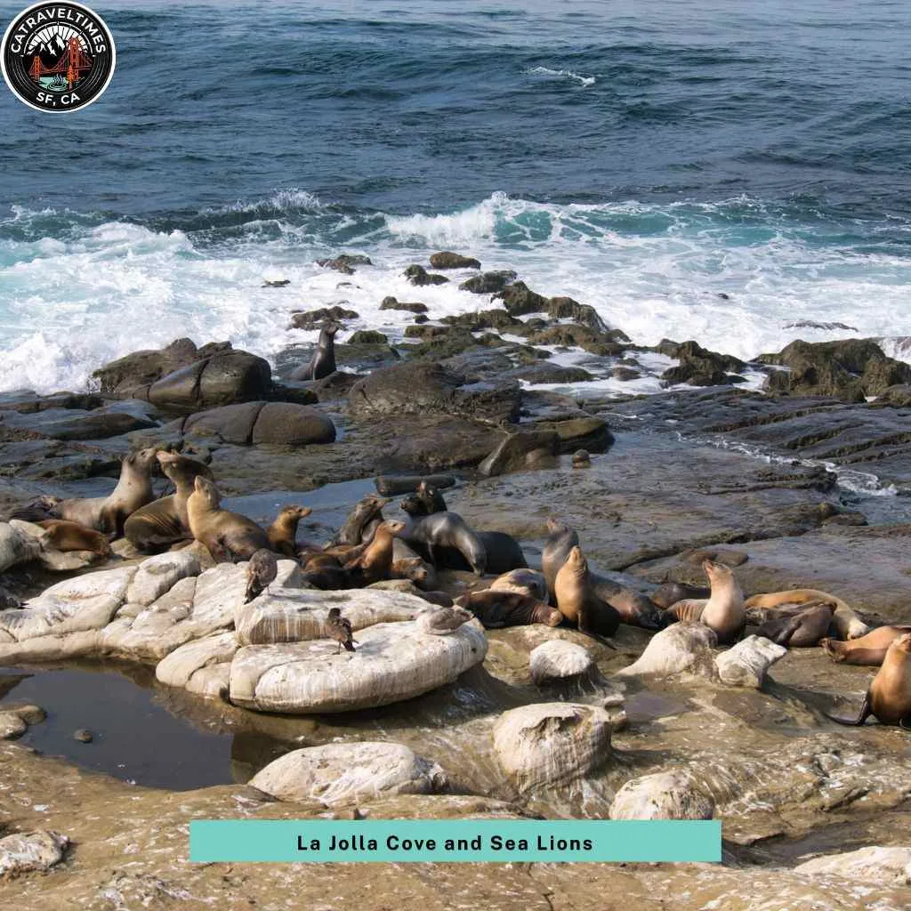 2 days in san diego itinerary La Jolla Cove and Sea Lions