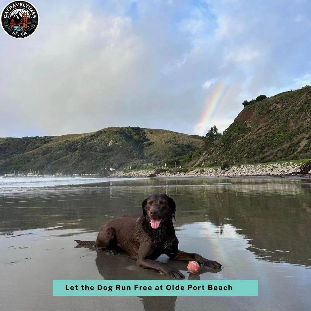Let the Dog Run Free at Olde Port Beach