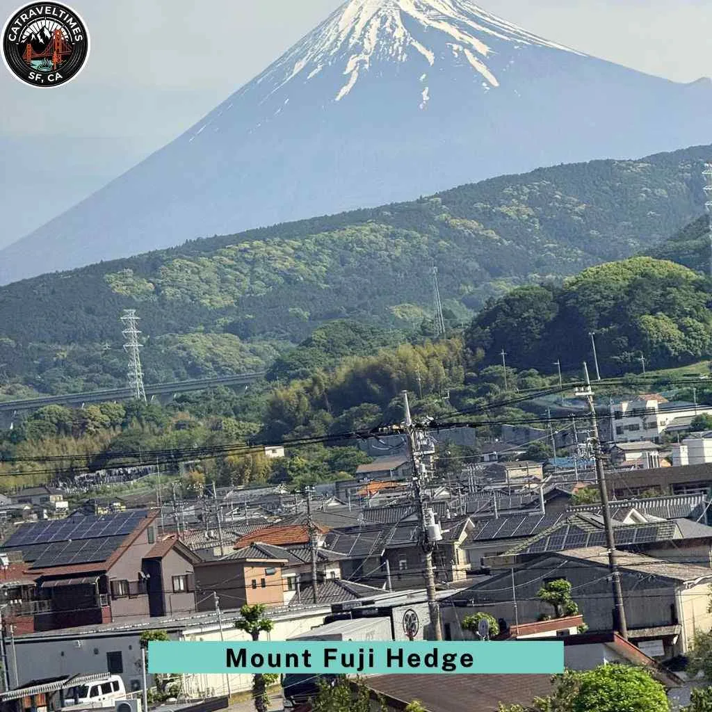 Follow the Hedge Shaped Like Mount Fuji