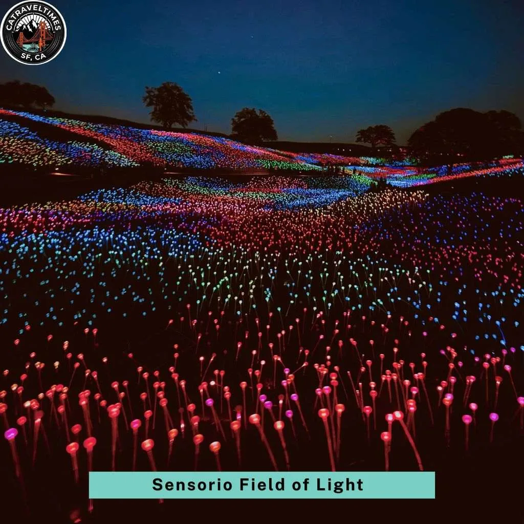 Sensorio Field of Light