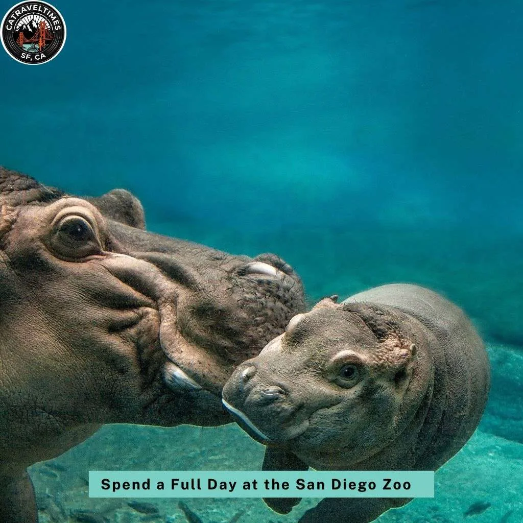 Top Things to Do in San Diego: The Complete 2026 Guide 3 Spend a Full Day at the San Diego Zoo