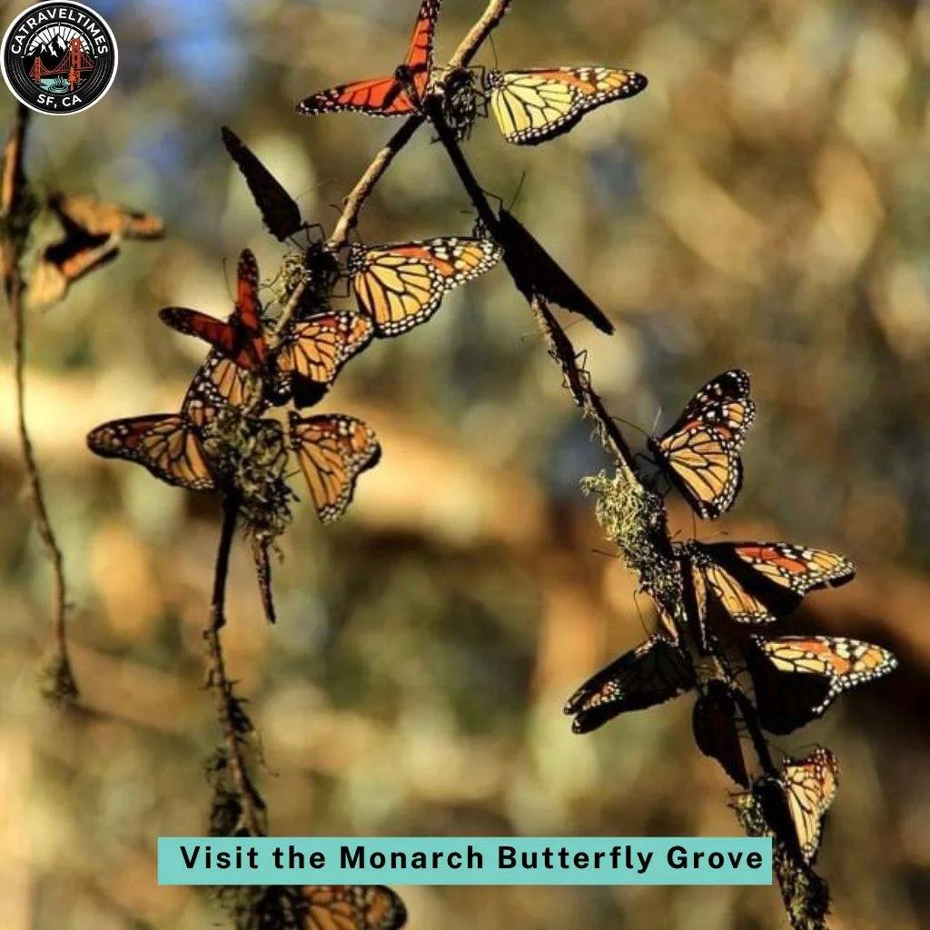 Visit the Monarch Butterfly Grove (Seasonal)