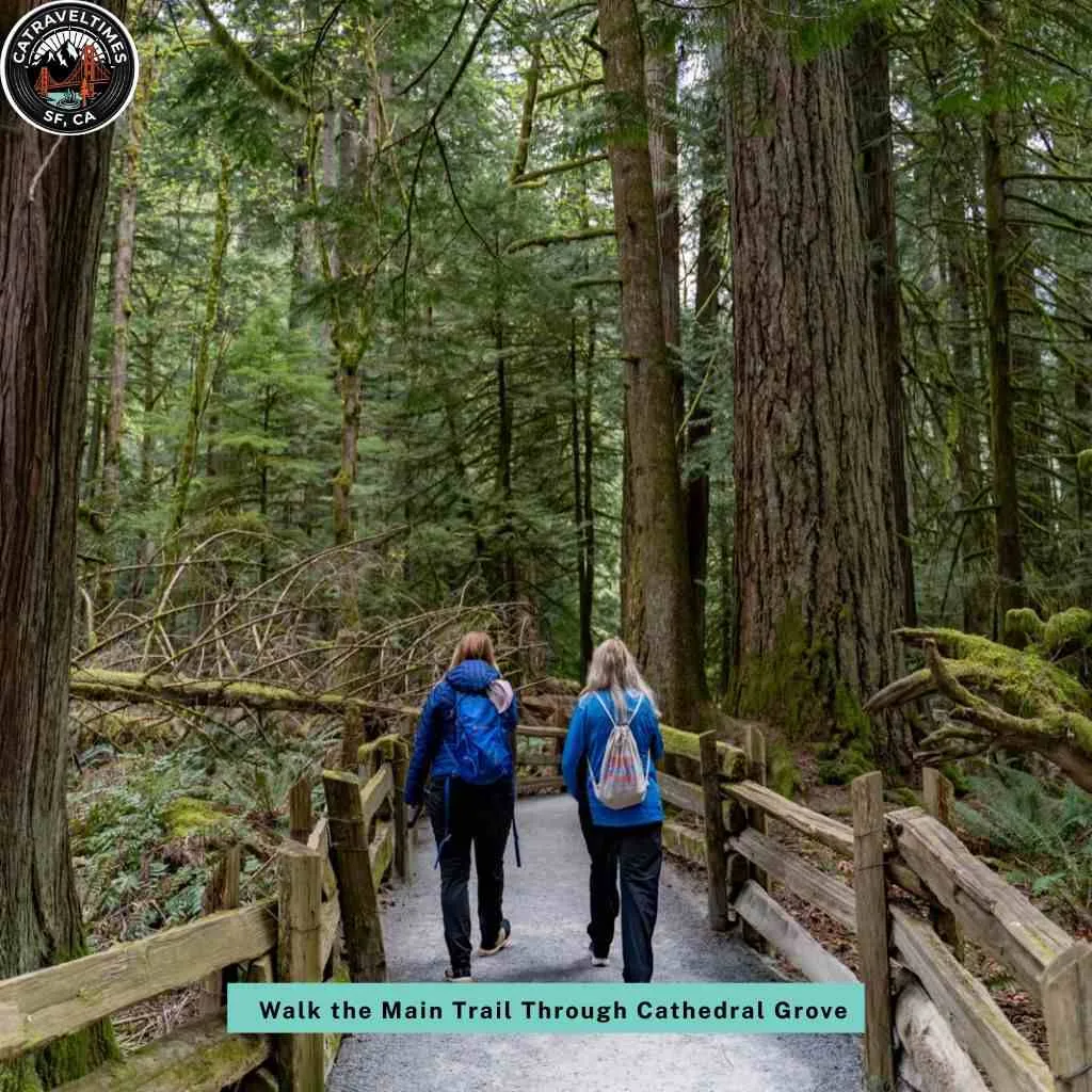 Walk the Main Trail Through Cathedral Grove