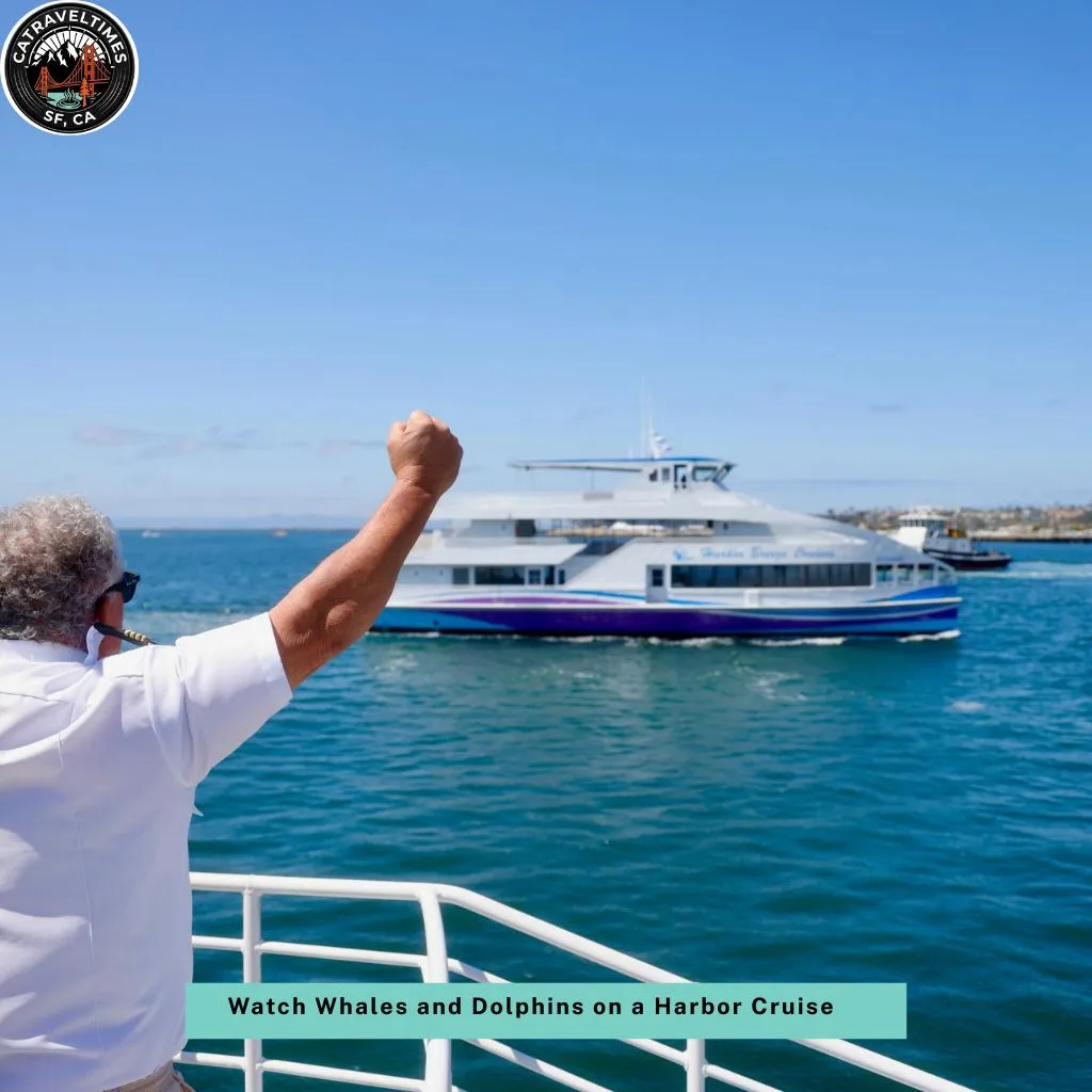 Top Things to Do in San Diego: The Complete 2026 Guide 12 Watch Whales and Dolphins on a Harbor Cruise