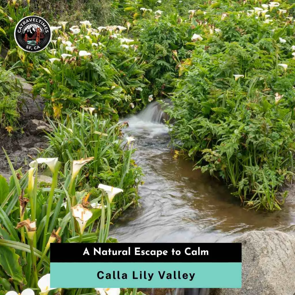 Calla Lily Valley A Natural Escape to Calm