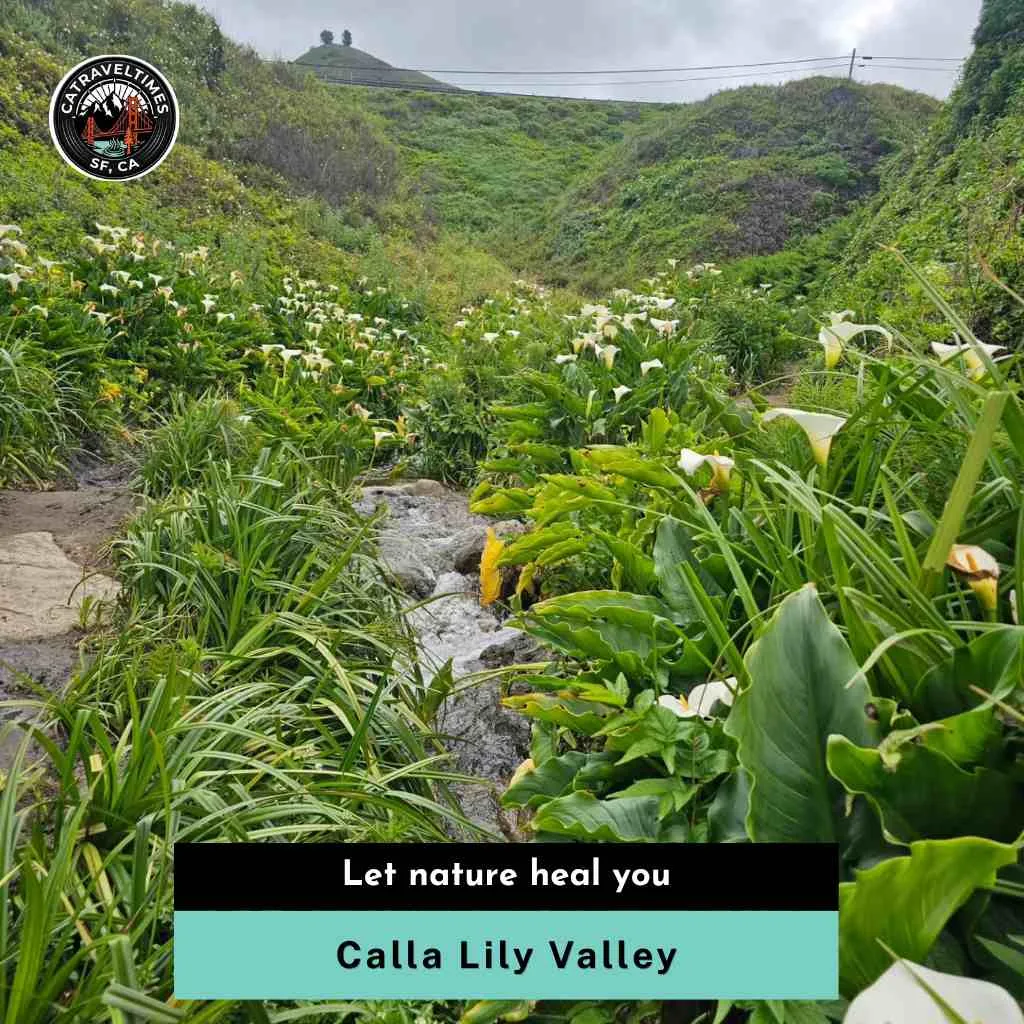 Calla Lily Valley Let nature heal you