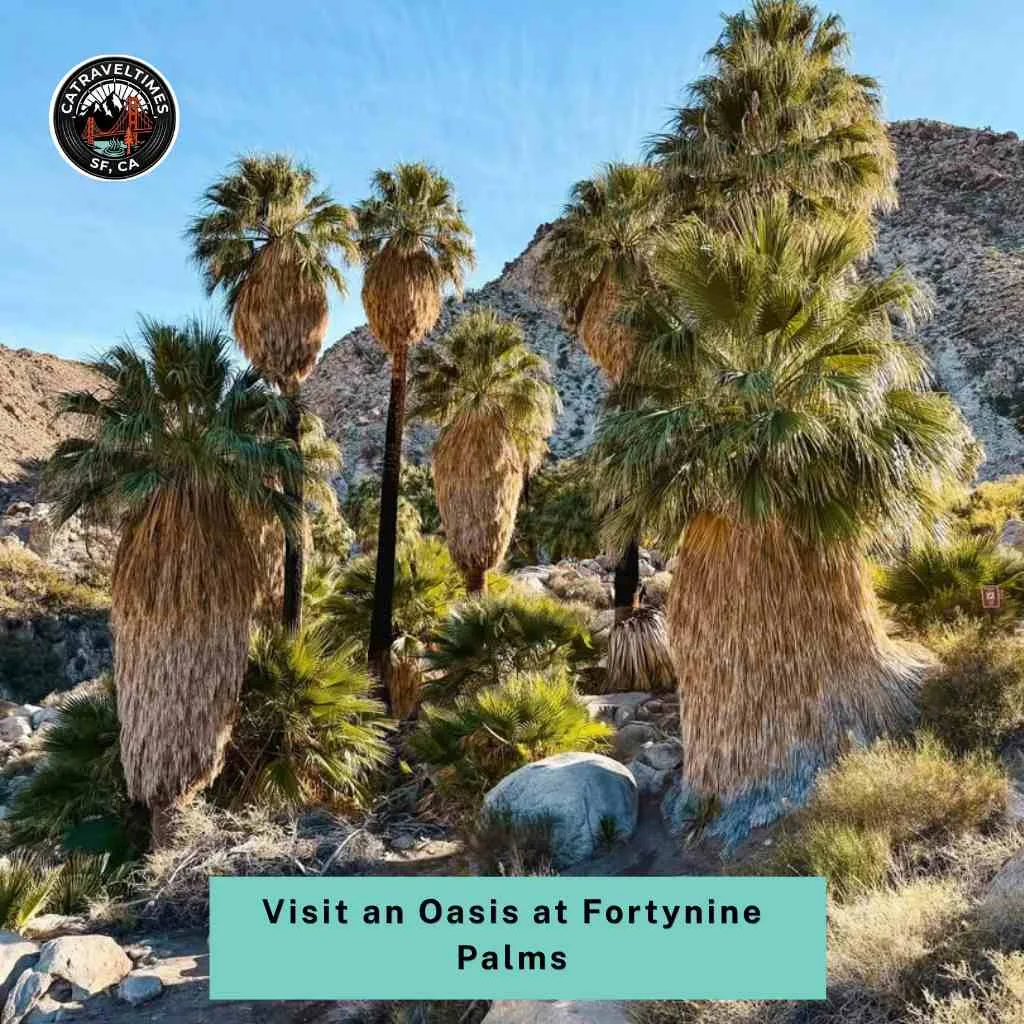 Visit an Oasis at Fortynine Palms