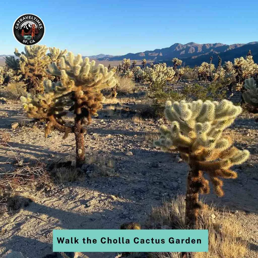 Walk the Cholla Cactus Garden